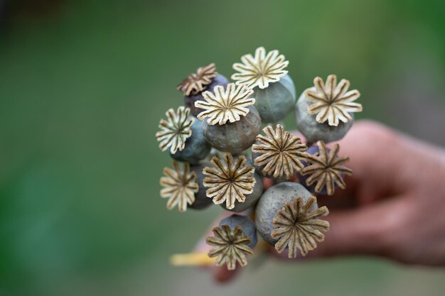 Foto close-up van handbloemen