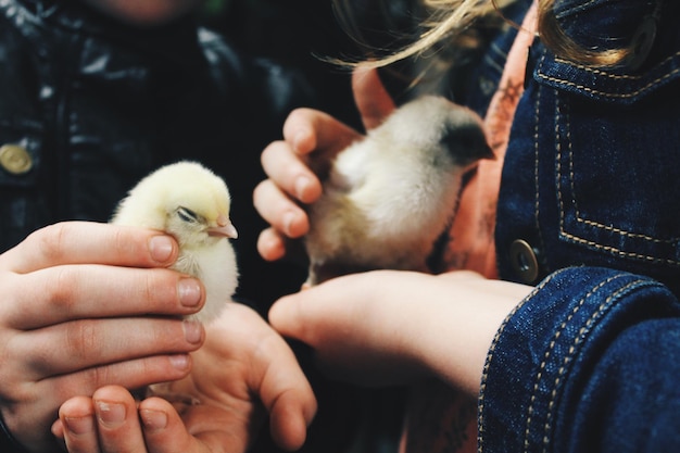 Foto close-up van handen die jonge vogels vasthouden