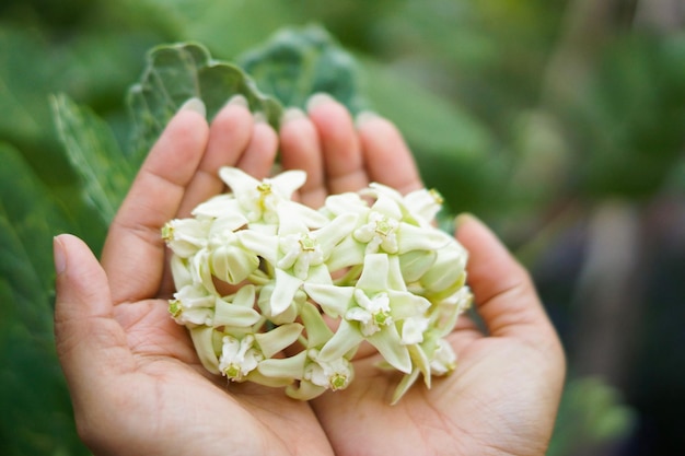 Foto close-up van handen die witte bloemen vasthouden