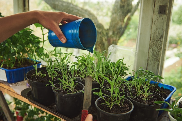 Close-up van handen die zaailingen en bladeren van babyplanten water geven die zijn gekweekt in een oude houten kas van het thuisland. Tuinieren concept