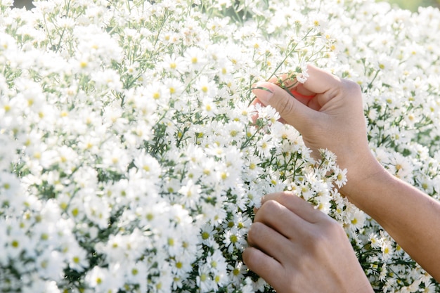 Close-up van handen van jonge vrouw die witte bloemen verfraait