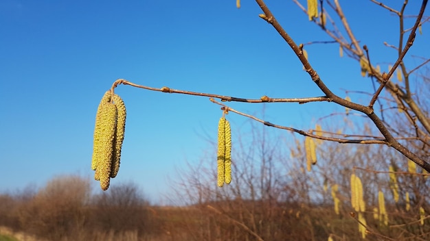 Foto close-up van hangend buiten