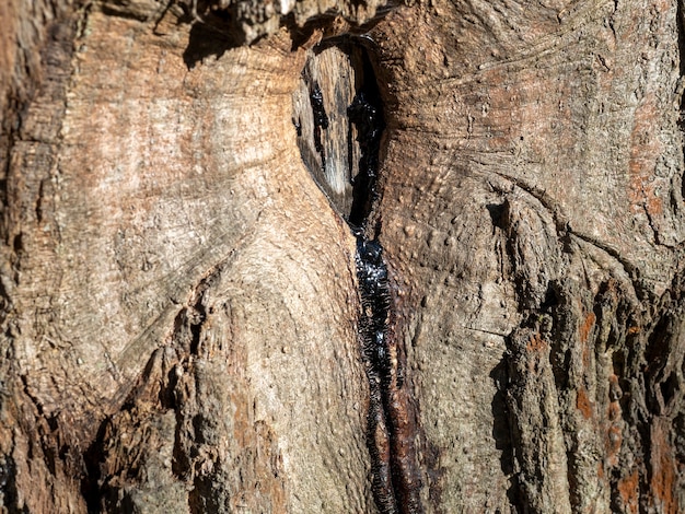 Close-up van hars dat uit een scheur in een boom stroomt
