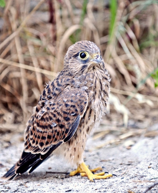 Close-up van havik op het veld