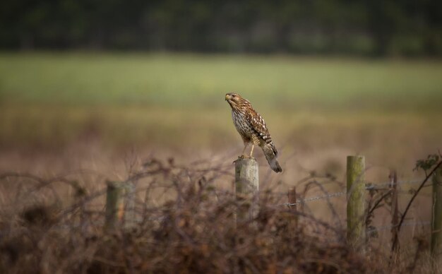 Close-up van havik op het veld