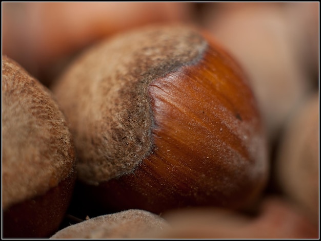 Foto close-up van hazelnoten