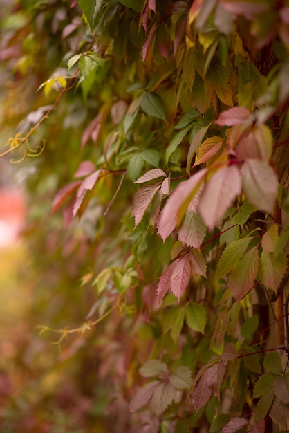 Close up van herfst wilde druif bladeren Macro van herfst wilde druivenbladeren kleurrijke bladeren van klimplant plant als herfst seizoen Halloween achtergrond