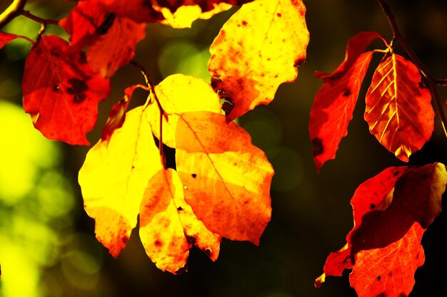 Close-up van herfstbladeren die buiten groeien