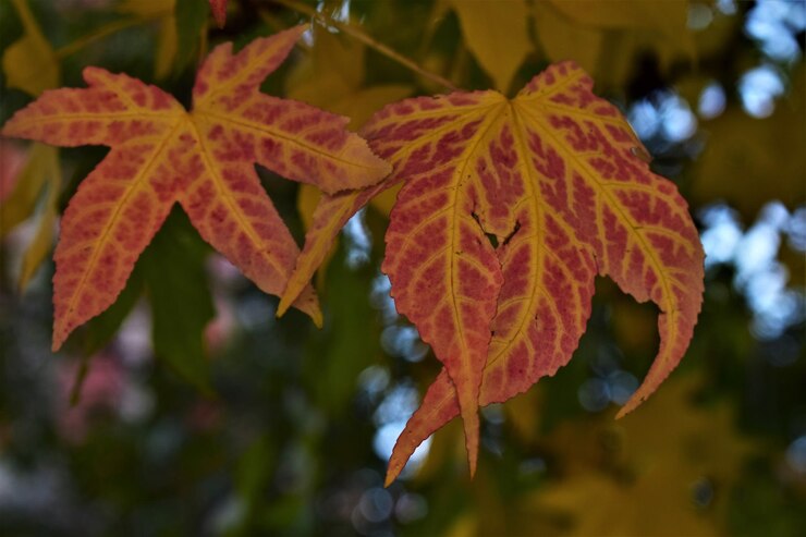 Foto close-up van herfstbladeren op bomen in de herfst