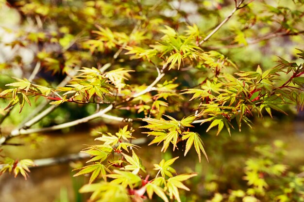 Foto close-up van herfstbladeren op bomen