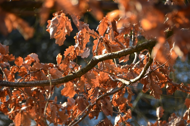 Foto close-up van herfstbladeren op bomen