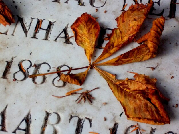 Close-up van herfstbladeren op een grafsteen op een begraafplaats