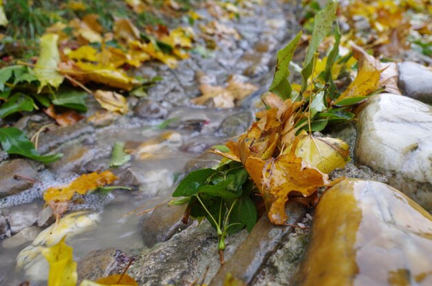 Close-up van herfstbladeren op rots