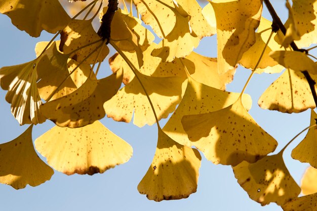 Foto close-up van herfstbladeren tegen een heldere lucht