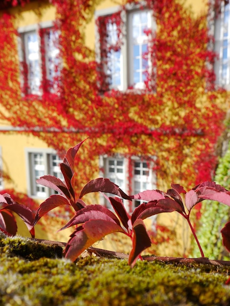 Foto close-up van herfstbladeren tegenover het huis