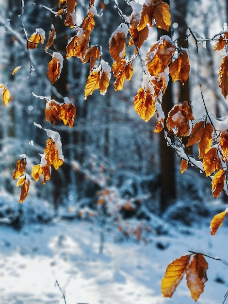 Foto close-up van herfstbladeren tijdens de winter