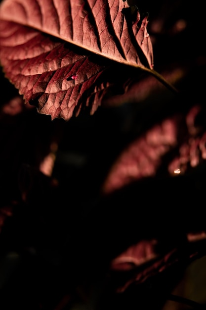 Close-up van herfstbladeren