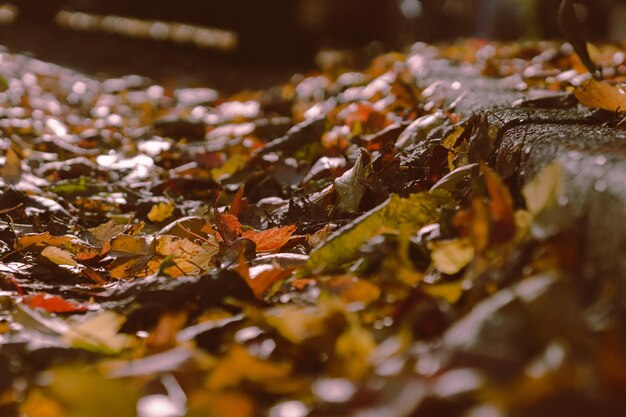 Close-up van herfstbladeren