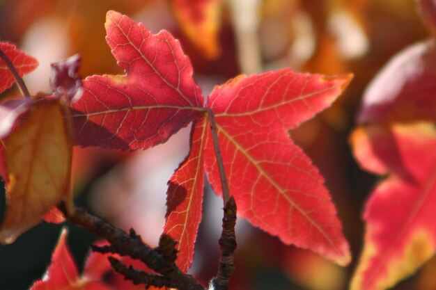 Foto close-up van herfstbladeren