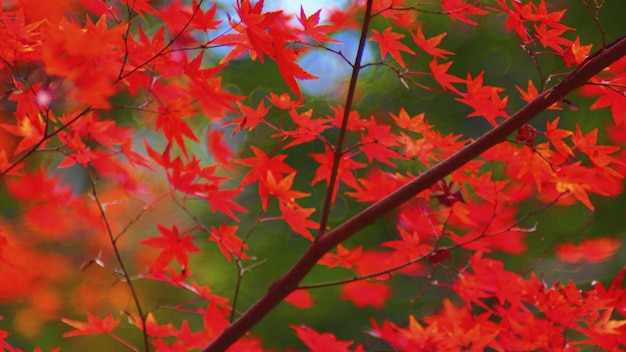 Close-up van herfstbladeren