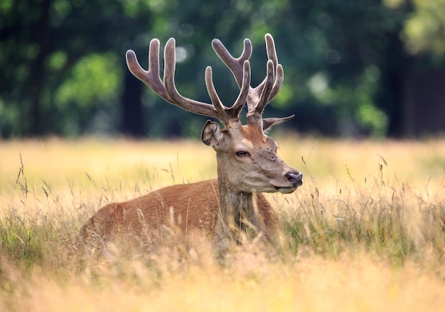 Close-up van herten die op een grasveld staan