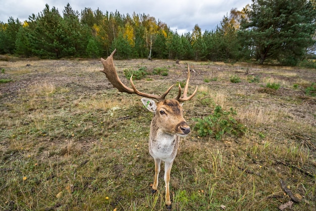 Foto close-up van herten die op het veld tegen bomen staan