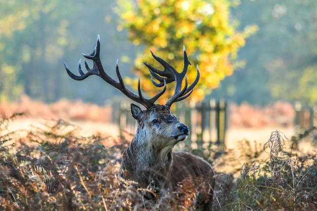 Close-up van herten in het gras