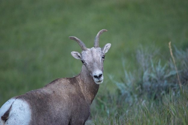 Close-up van herten op een grasveld