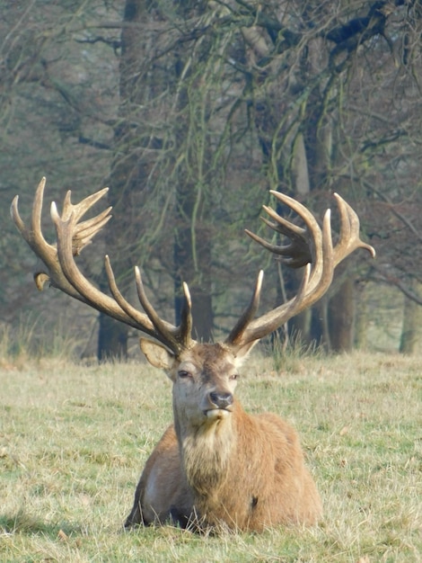 Foto close-up van herten op gras