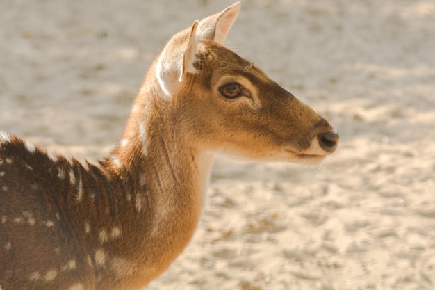 Close-up van herten op het veld