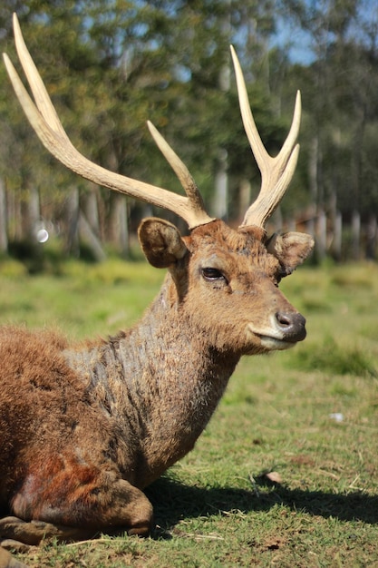 Close-up van herten op het veld