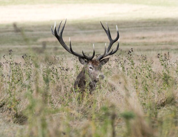 Foto close-up van herten op het veld