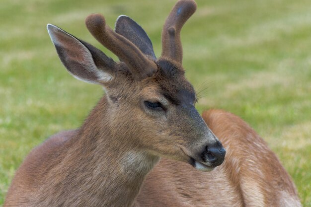 Foto close-up van herten op het veld