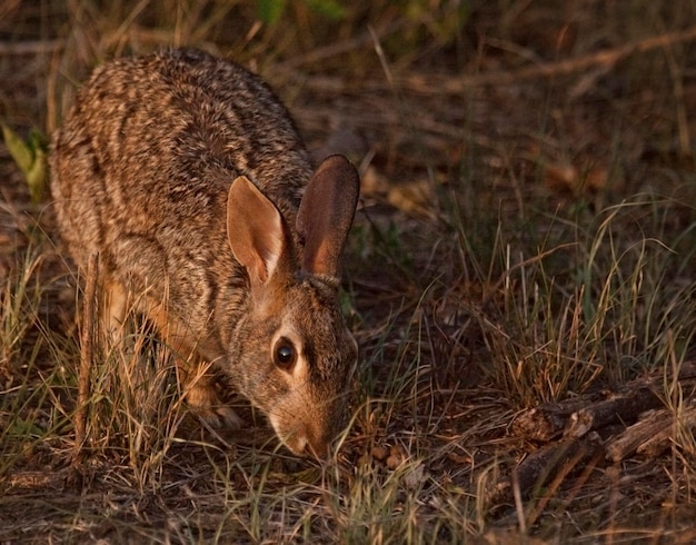 Foto close-up van herten op het veld