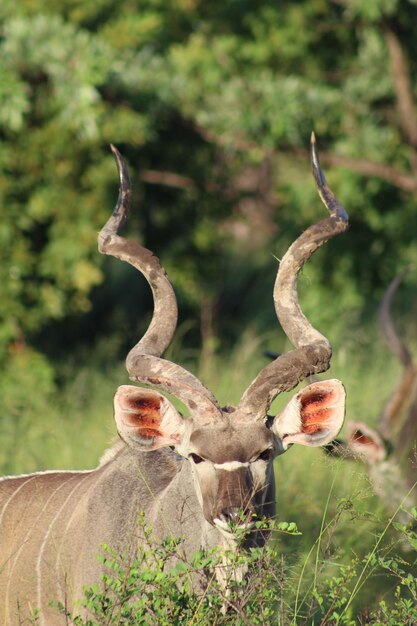 Close-up van herten op het veld