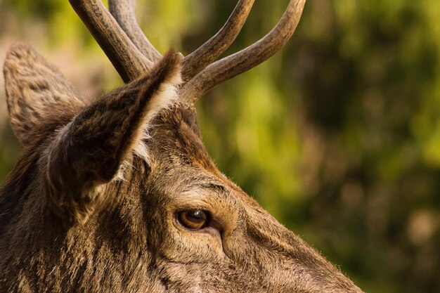 Foto close-up van herten