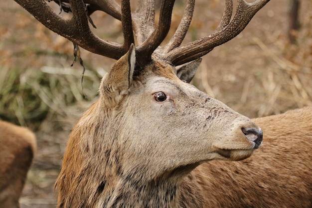 Close-up van herten