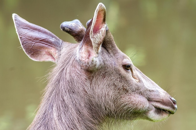 Foto close-up van herten