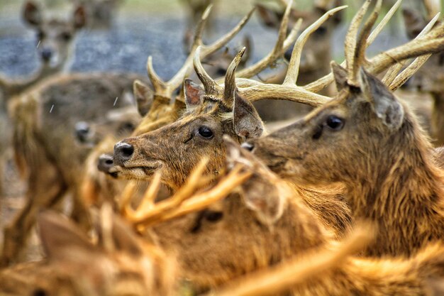 Foto close-up van herten