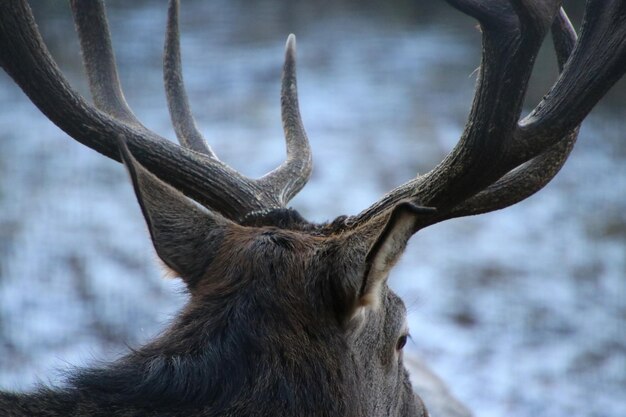 Foto close-up van herten