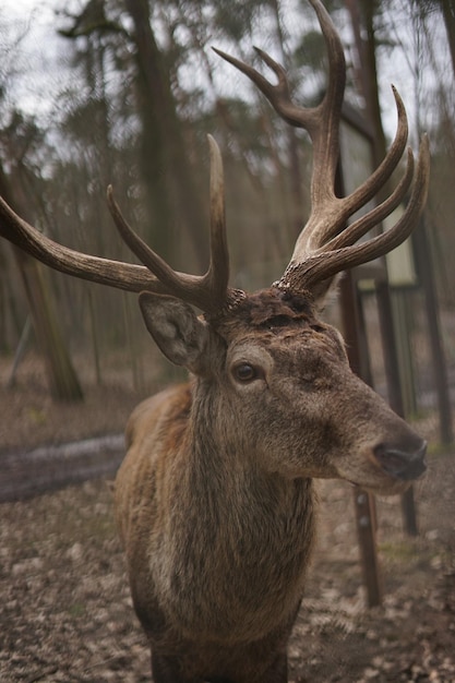 Foto close-up van herten