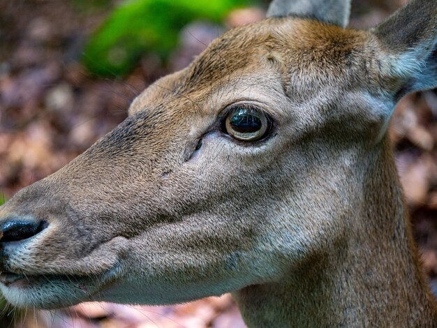 Foto close-up van herten