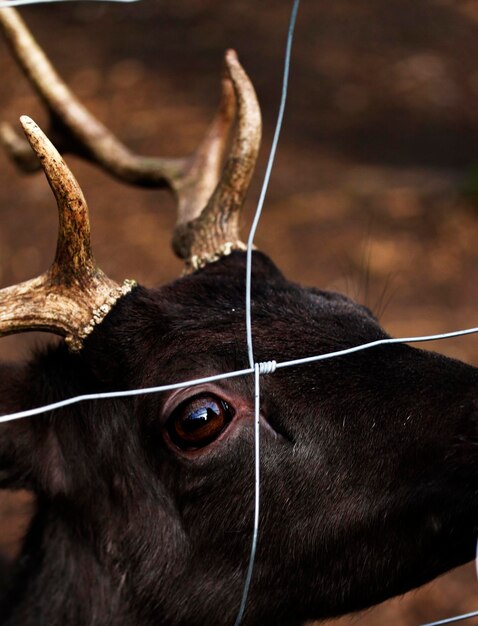 Foto close-up van herten