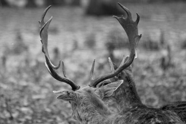 Foto close-up van herten