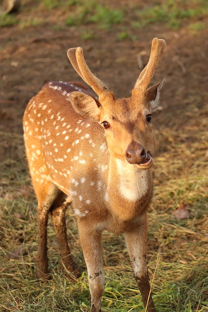 Foto close-up van herten