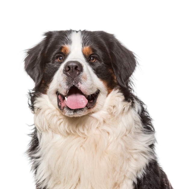 Close-up van het Bernese Mountain Dog-hijgen