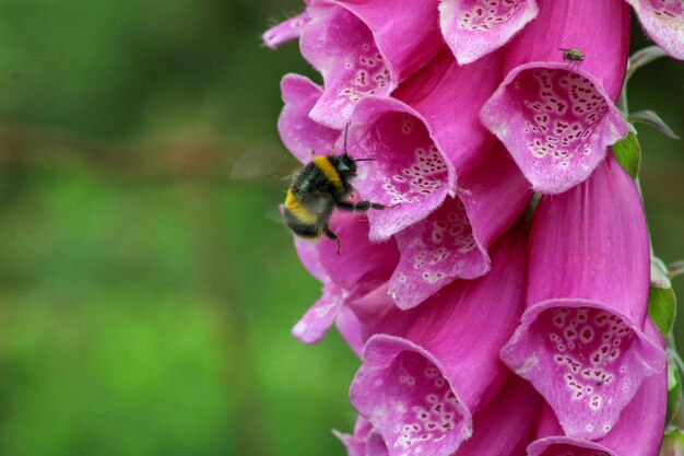 Foto close-up van het bestuiven van bijen op roze foxglove