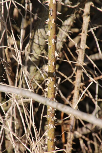 Close-up van het bijkantoor