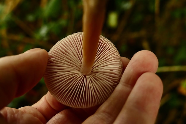 Close-up van het blad in de hand