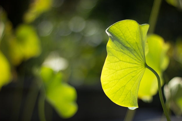 Foto close-up van het blad